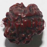 3 mukhi 24939 19.5mm